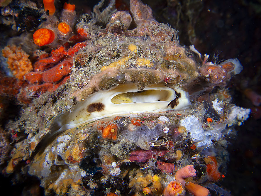 Spondylus varius